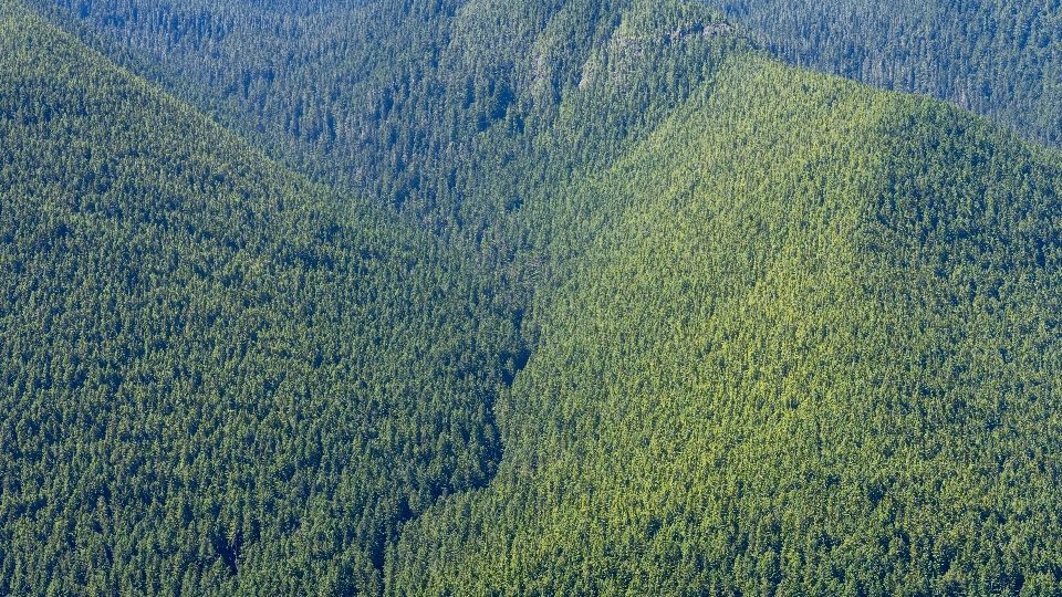 Paisagem árvore floresta grama