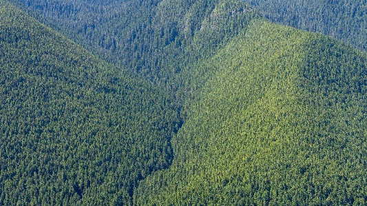 Landscape tree forest grass Photo