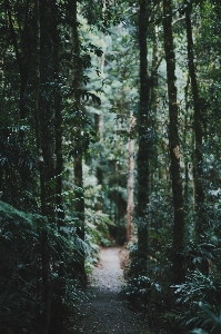 Tree water nature forest Photo