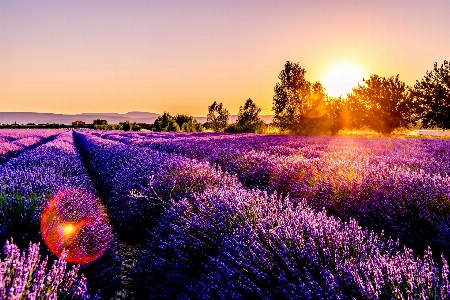 Field english lavender purple Photo