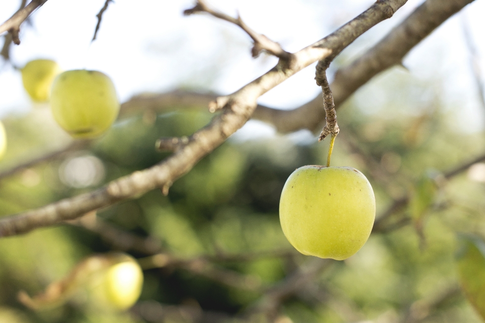 Apple albero all'aperto ramo