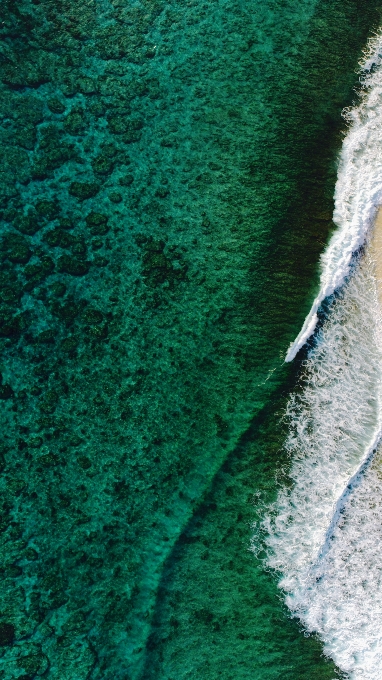 море дерево вода трава