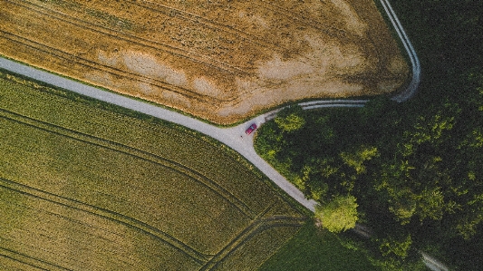 風景 木 水 草 写真