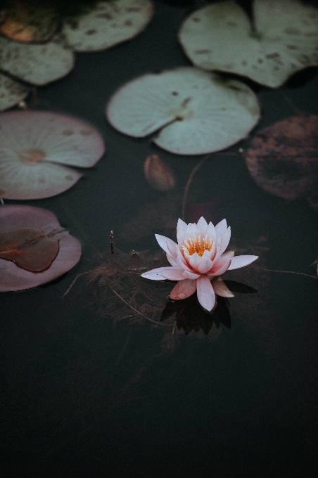 Acqua pianta fiore petalo