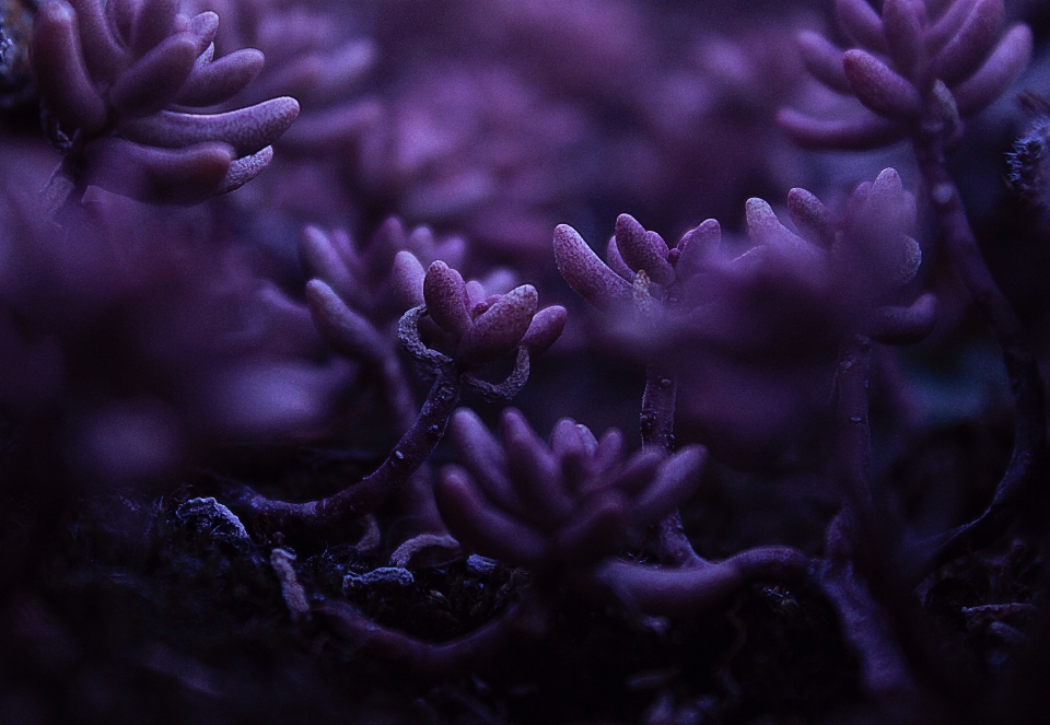 Purple coral reef