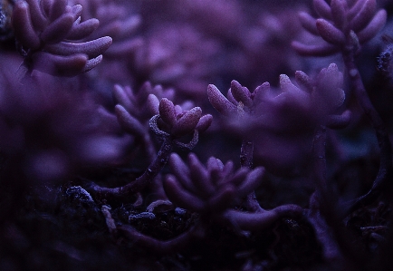 Purple coral reef Photo