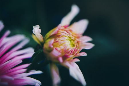 Blossom plant flower petal Photo