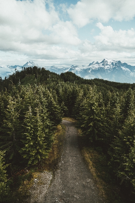 Landschaft baum wald weg