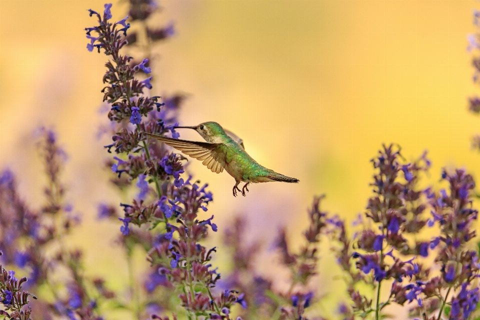 Bird hummingbird fauna flora