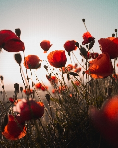 Anlage himmel blume blütenblatt Foto