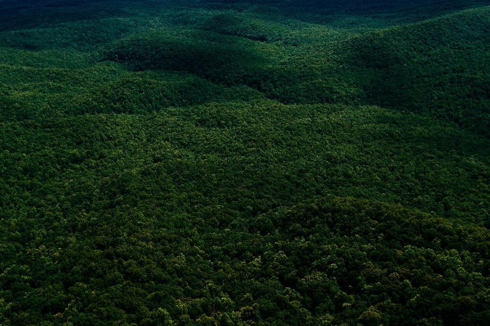 Lanskap pohon hutan rumput