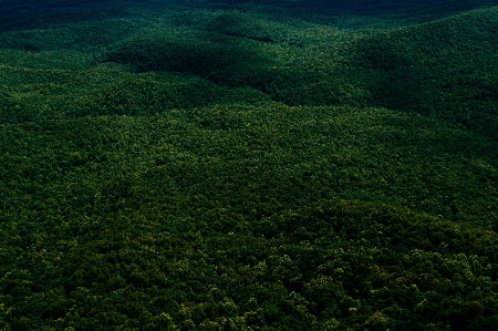 Landscape tree forest grass Photo