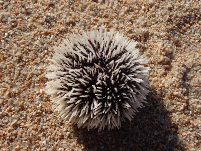 Invertebrate sea urchin organism echidna Photo