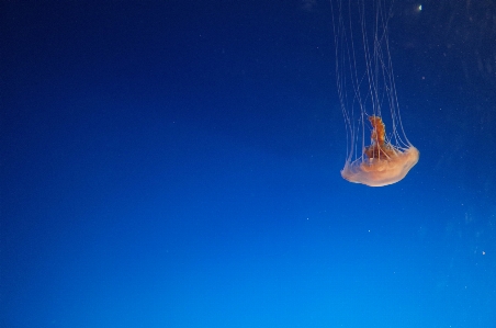 Foto Acqua cielo atmosfera medusa