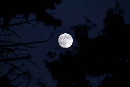 Tree nature sky night Photo