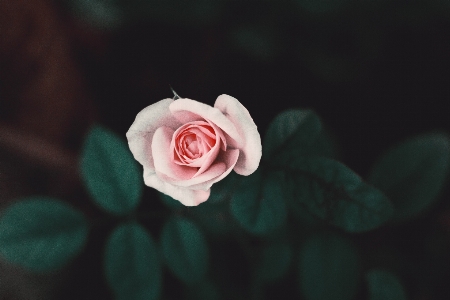 花 植物 花弁 薔薇 写真