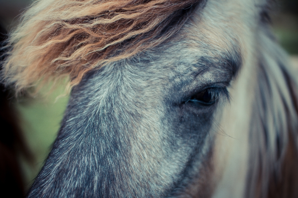 Hair wildlife fur livestock