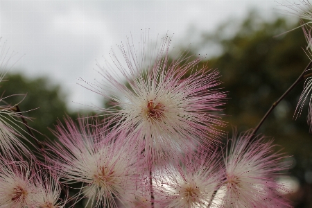 Foto Fiore pianta prato
 dente di leone