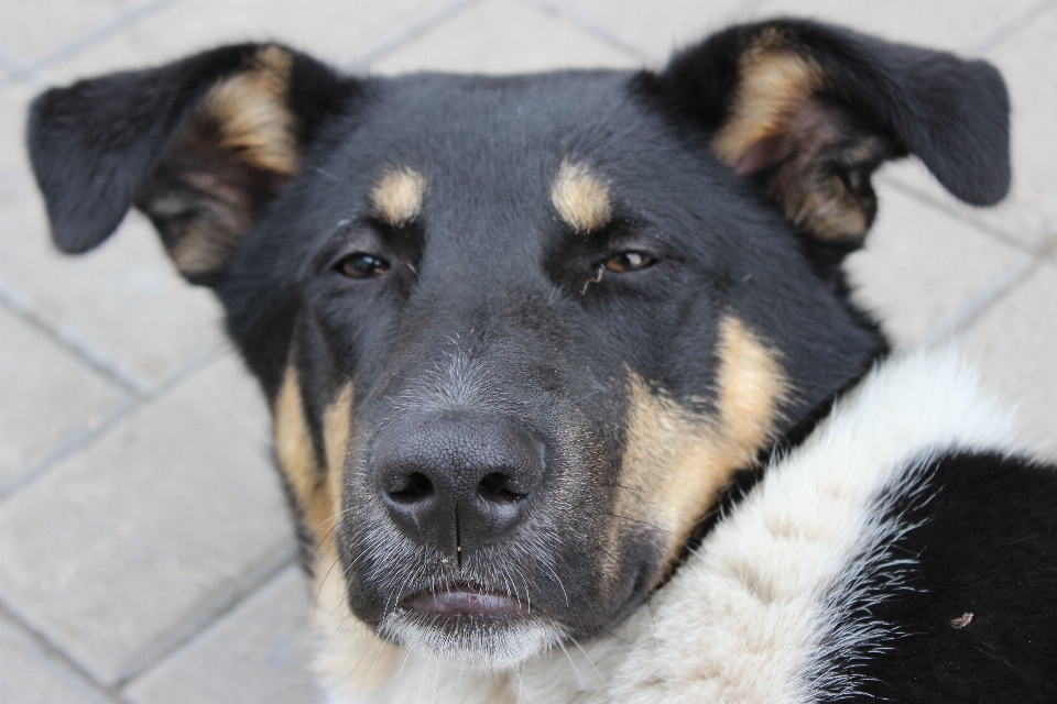 Görüş köpek evcil hayvanlar burun
