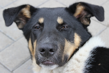 Foto Melihat anjing hewan peliharaan moncong
