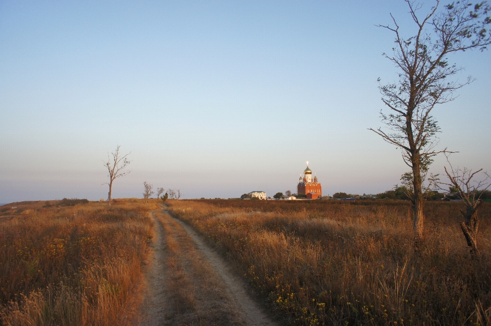 Landscape tree grass horizon