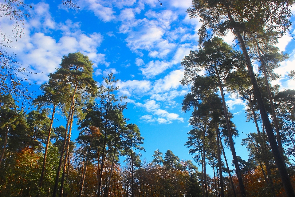 Landscape tree nature forest