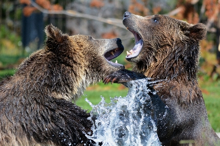 Foto Acqua natura orso animali selvatici