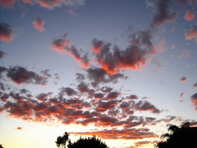 Tree horizon cloud sky Photo