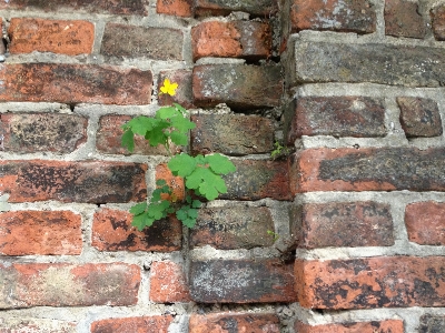 Nature plant texture wall Photo