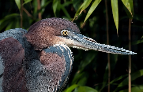 Bird wildlife beak fauna Photo