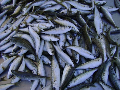 Foto Mare oceano pesca frutti di