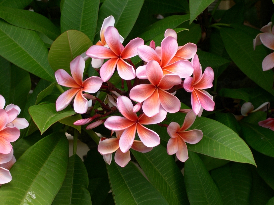 Natura fiore pianta bianco