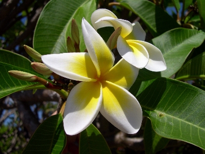 Photo Nature fleurir usine blanc