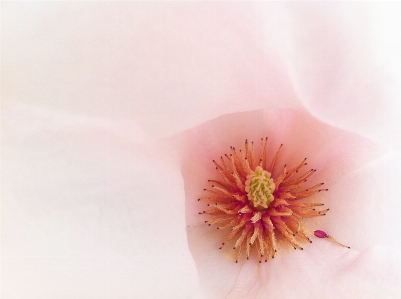 Blossom plant flower petal Photo