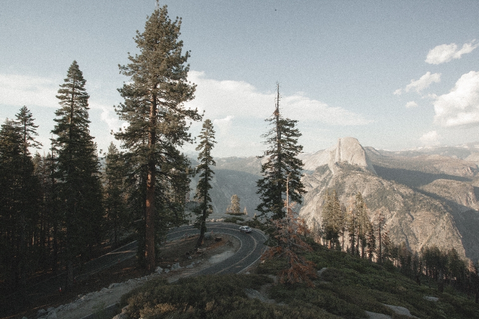 Landscape tree forest wilderness