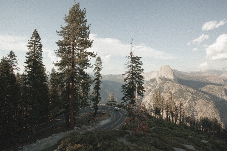 Landscape tree forest wilderness Photo