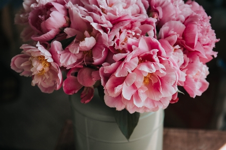 Blossom plant flower petal Photo