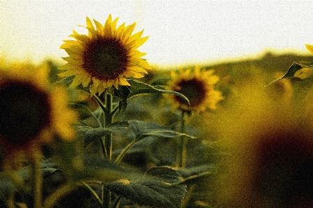 Plant sky field sunlight Photo