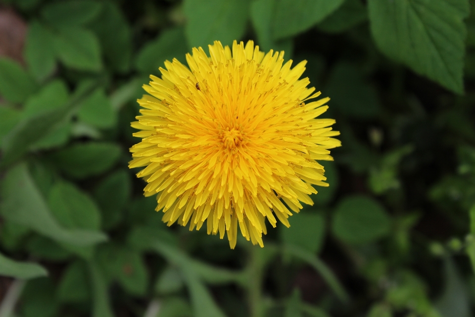 Pissenlit fleur pollen jaune