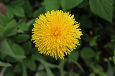 Foto Dente de leão flor pólen amarelo