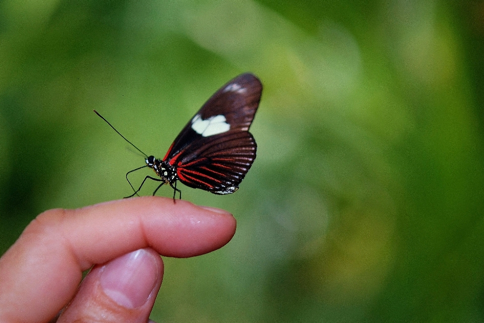 Alam putih satwa margasatwa