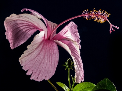 Blossom plant flower purple Photo