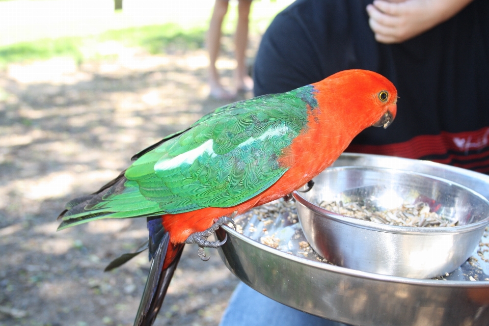 自然 アウトドア 荒野
 鳥