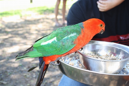 自然 アウトドア 荒野
 鳥 写真