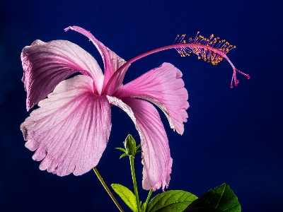 Blossom plant flower purple Photo