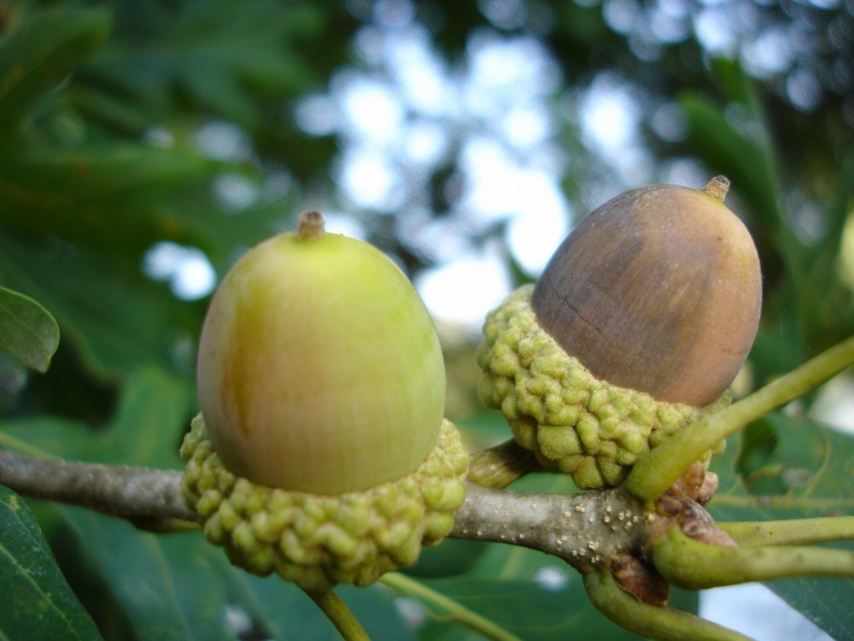 Pohon buah benih makanan