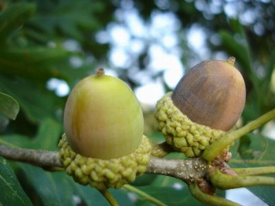 Foto Albero frutta seme cibo