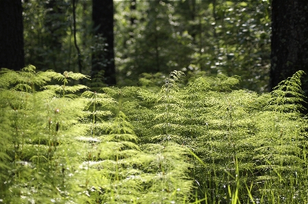 Landscape tree forest grass Photo