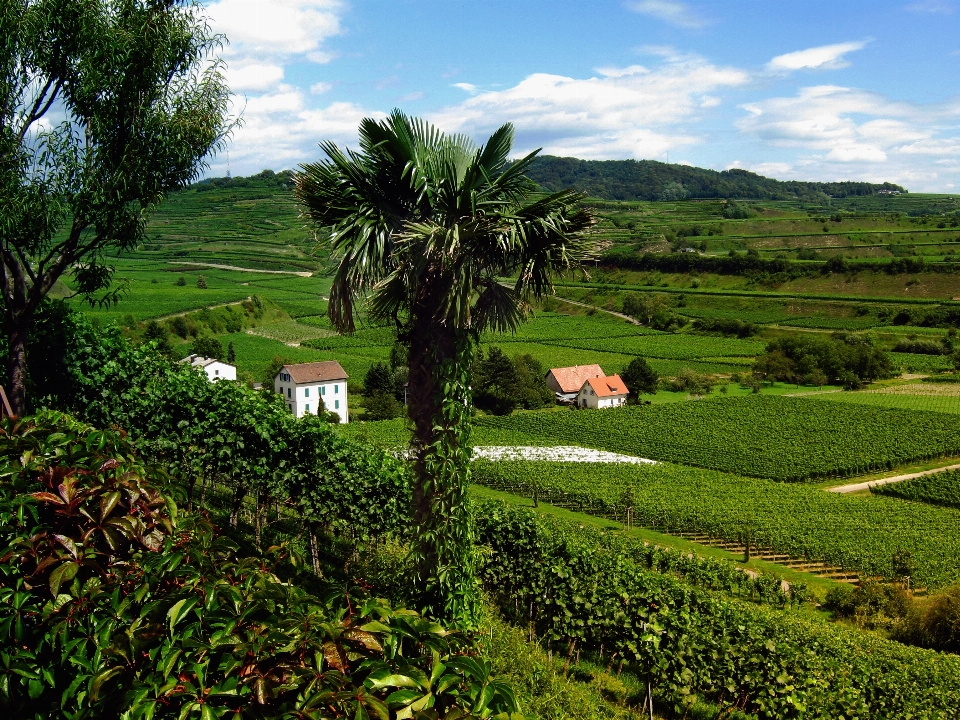 Paysage arbre herbe montagne