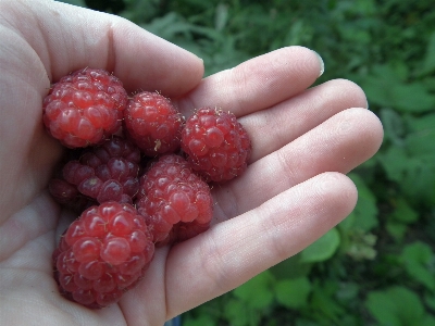 Hand raspberry fruit berry Photo